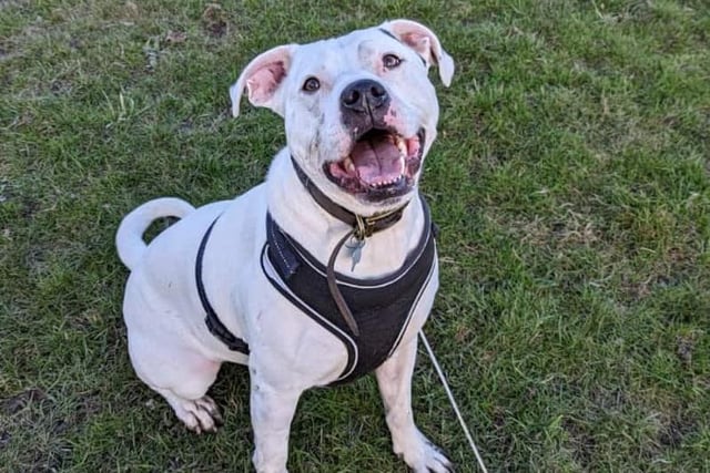 Zeus is a three-year-old white Staffie X who is filled with bundles of energy and excitement.

He gets overly excited at times so would prefer an adult only family who have plenty of time to spend for cuddles.