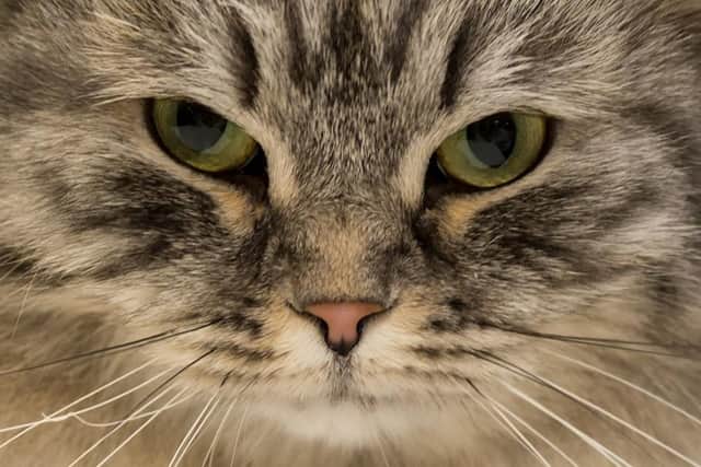 Motorists are being warned of the dangers of accidentally killing a cat this winter after experts said pets could be sheltering beneath cars on cold mornings.