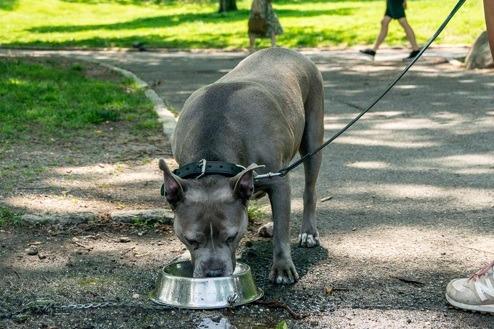 When it’s hot outside, it’s okay not to walk your dog every day, but reduce their calorie intake accordingly as they’ll be using less energy. Swap physical exercise of walks for mental stimulation, with some fun enrichment games and toys. If you do walk your dog, do it during the cooler parts of the day – in the very early morning and late evening – and stick to the shady side of the street to avoid hot pavements. Do the five-second tarmac test before – hold your hand down for five seconds, if it’s too hot for you, then it’s too hot for your dog’s paws. And take water and a bowl with you.