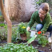 Here are ten top tips to improve your garden this spring.