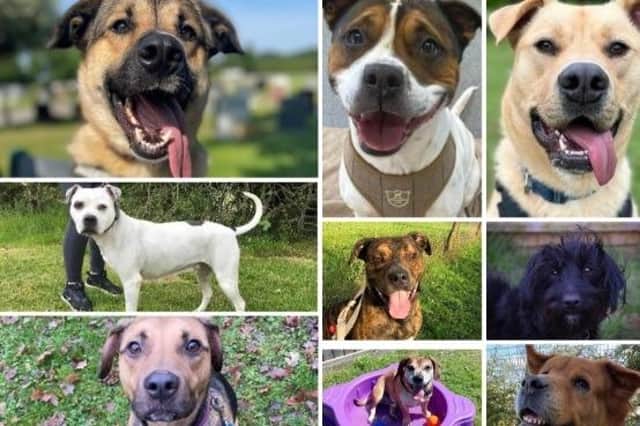 Could one of these pooches be your new best friend?