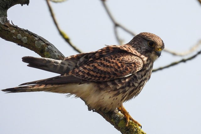 This incredible photo of a Kestrel at Anglers Country Park was taken by Sue Billcliffe.