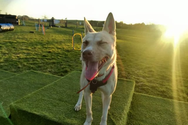 Four-year-old Taz is a GSD x Akita cross has been waiting for some time to find her forever home. Taz is looking for a committed family who are up for continuing her training around dogs and just absolutely adore her loving and affectionate nature at home. If possible, she'd also love for her family to be avid walkers too.