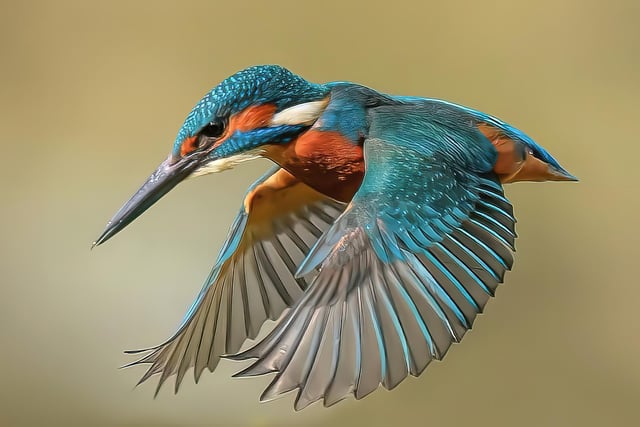 More of Les's photography - this one of the Kingfisher, which Les is most proud of