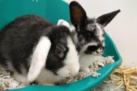 Three month old rabbits Bart and Lisa are looking for their forever family.