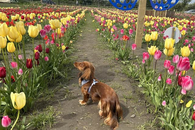 My dachshund had the best time prancing through the tulip fields.