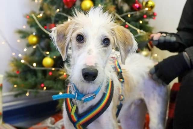 Dogs Trust Wakefield's Santa's Little Helper only wishes for a forever family this festive season.