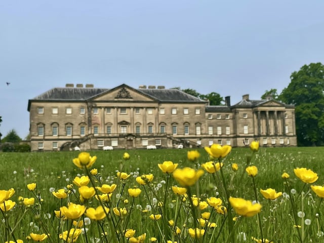 Steve Turner shared this photo of the lovely buttercups outside Nostell Priory.