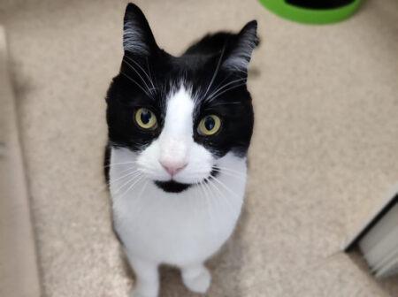 I hope to find a family that will give me lots of love and attention and it would be great to join a family with kids who are experienced with cats. I will make a lovely family pet, I can’t wait to find my forever home ♥