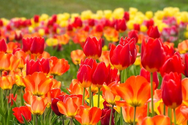 Sue Billcliffe shared this stunning photos of the tulips at Farmer Copleys.
