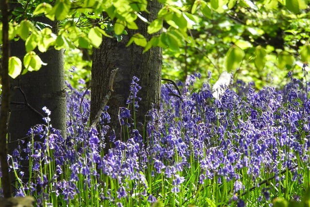 This gorgeous photo of the bluebells in Newmillerdam was taken by Sue Billcliffe.