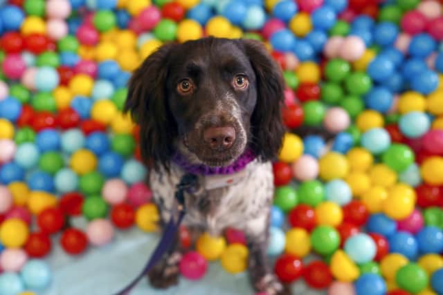 Millie in the ball pool at a charity day at Pets & Friends, Wakefield.