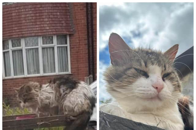 Lucifer has spent the past three months getting back to health after being found starving and underweight.