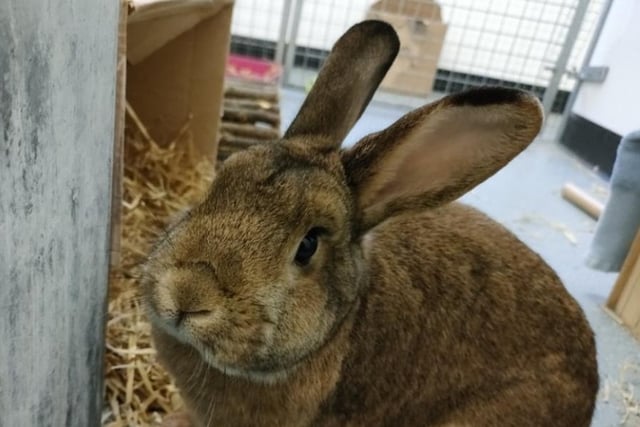 Sweet Beatrix is 2 years old and loves to explore! She is very friendly and confident, and enjoys lots of human company. She would love to find a home with a neutered male companion!