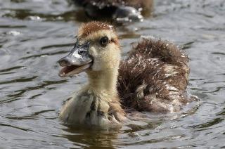 Or 'like water off of a duck's back' - is having no effect on someone.