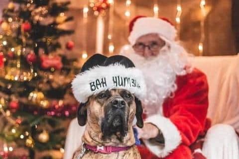 A grotto for dogs to come and have their picture taken with Santa Paws is returning to Hemsworth.
