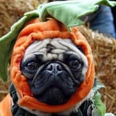 Experts at Howden Insurance have advised how to avoid Halloween horrors for your pooch - and a costly vet bill - this October.