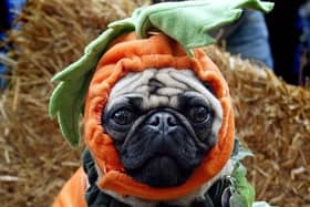 Experts at Howden Insurance have advised how to avoid Halloween horrors for your pooch - and a costly vet bill - this October.