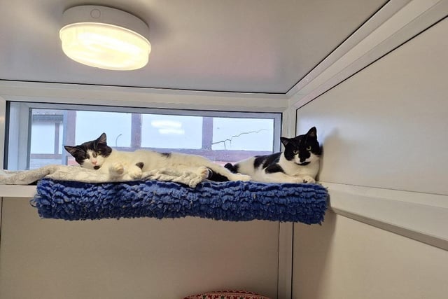 The one-year-old brother and sister pair came into the centre after living in squalid conditions. The pair are super bonded and do almost everything together including napping in the same bed  (even if it is made for only one cat!) They would much prefer to be in a quieter home with adults only who have cat experience.