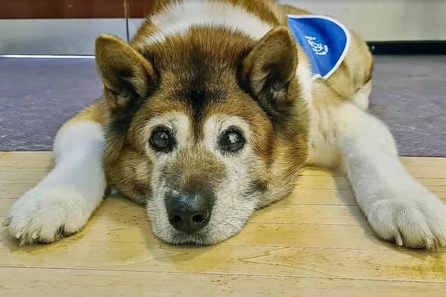Sumi the Japanese Akita, who has been working as an NHS therapy dog for many years.