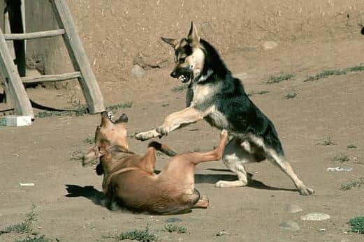 Dog fighting on the rise as West Yorkshire named a 'hotspot' by the RSPCA