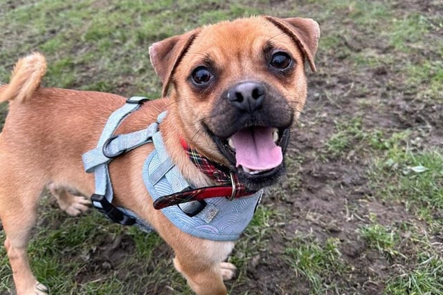 Mini Milo is a one-year-old Jack Russell/Pug cross who loves to stay busy and know what everyone is up to. He'd love an active family who can keep him busy and entertained and help him learn much more and explore more exciting places.