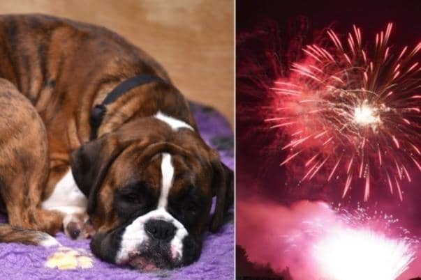 Bonfire night is upon us and with it come fireworks - which are fun and exciting for people, but often frightening and threatening for our furry friends.