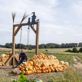 Farmer Copleys annual pumpkin festival Photograph by Tony Johnson. 24th September 2026