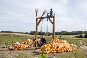 Farmer Copleys annual pumpkin festival Photograph by Tony Johnson. 24th September 2026