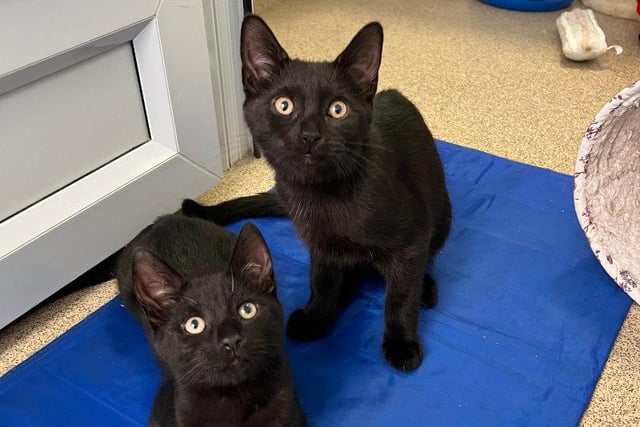 We are a bit nervy of people's sudden and quick movements, so would love a family with kids that have experience with cats like us.