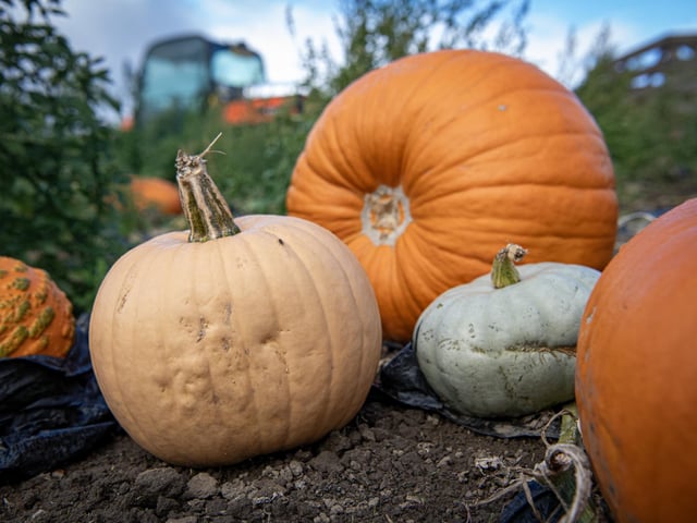 The Ossett pumpkin trail will take place on October 25 from 10am to 2pm. It starts from Eller coffee and winners will be entered into a prize draw.