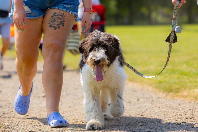 Over 100 dogs and their families ventured out in the summer sun.