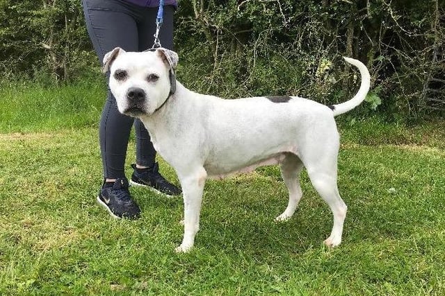 Four-year-old Rosie arrived at RSPCA Staffordshire North Branch through no fault of her own. She is very strong, so requires somebody with experience to help in training her to walk nicely on a lead. She is full of love and doesn't realise her strength. She is a very happy playful girl, who also likes to chill out throughout the day as well as explore.  She is very affectionate and responds well to food and treats - which will help with her training.