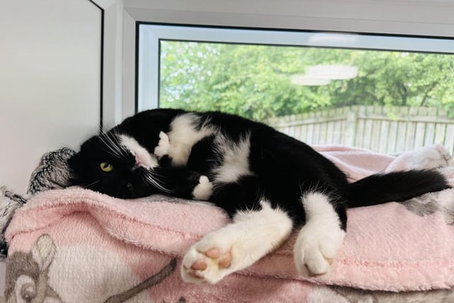 Rosie is a four-year-old Domestic Short Hair who is a big foodie and loves treats.

She enjoys company but can be a little worried about being stroked so needs a family who are willing to give time and patience to let her communicate the way she likes.