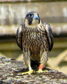 Peregrines are the fastest flying birds and can over reach 200 mph. Image: Matthew Hawley.