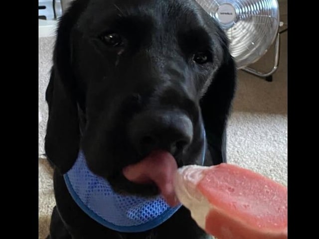 George with his cooling bandana and ice lolly, shared by Karen Hampson.