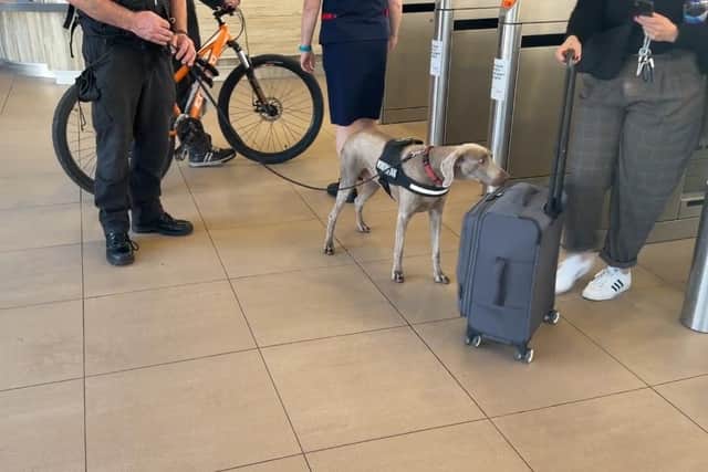 Arrests made as drugs dog Roxy sniffs out offenders at Wakefield ...
