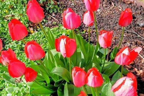 Pam Peach spotted these lovely tulips in Millennium Green, Thornes,