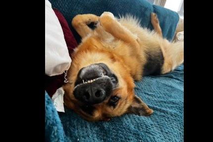 Pooch trying to keep cool, shared by Mark Rudd