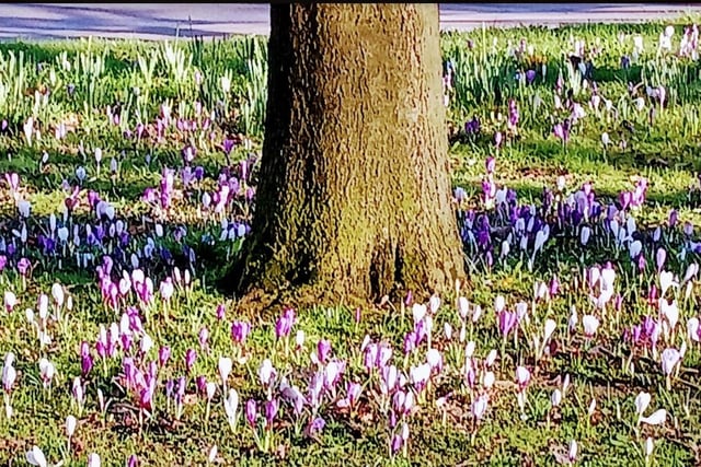 Spring flowers in Thornes Park taken by Pam Peach.