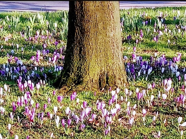 Spring flowers in Thornes Park taken by Pam Peach.