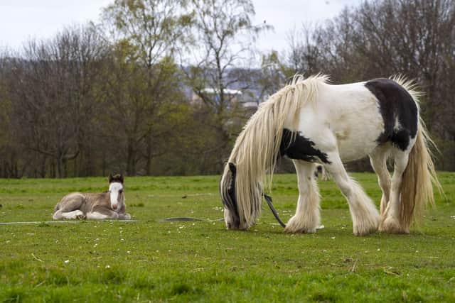 West Yorkshire Police has issued a warning for people to "stay away from the horses" on the Heath Common after receiving multiple complaints of a horse behaving aggressively.