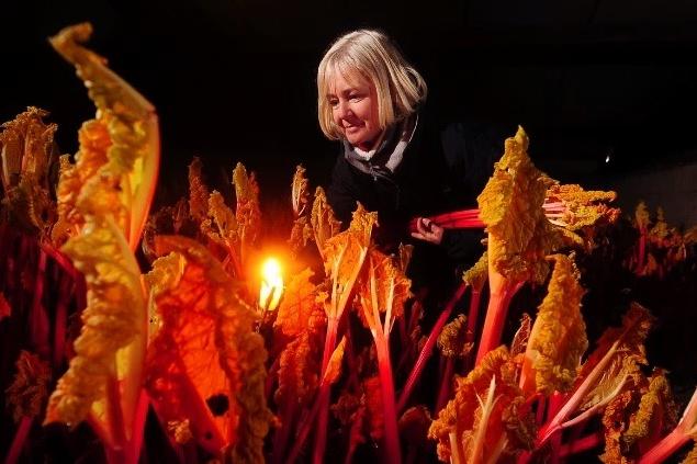 Maxine Morton- Green pulls rhubarb in the sheds at Lawns Lane Farm, Carr Gate Wakefield in the run up to the 2014 Wakefield Rhubarb Festival