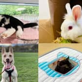 Meet the animals looking for their forever families in Wakefield.