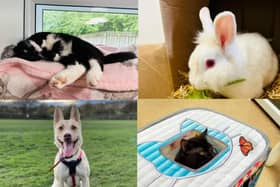 Meet the animals looking for their forever families in Wakefield.