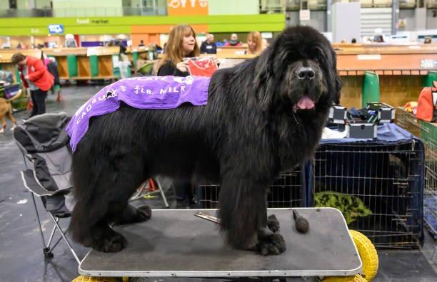Be prepared to pamper your pup if you’re planning on buying a Newfoundland as it costs just shy of £500 per year for it to be professionally groomed. This is just one of the factors for why the average cost of a Newfoundland over its lifetime is £28,332.