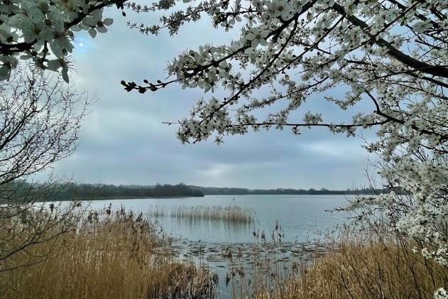 Wintersett Reservoir framed with spring blossom, shared by Steve Turner.
