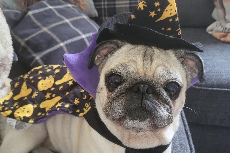 LoLa ready for Halloween, shared by Claire Everett