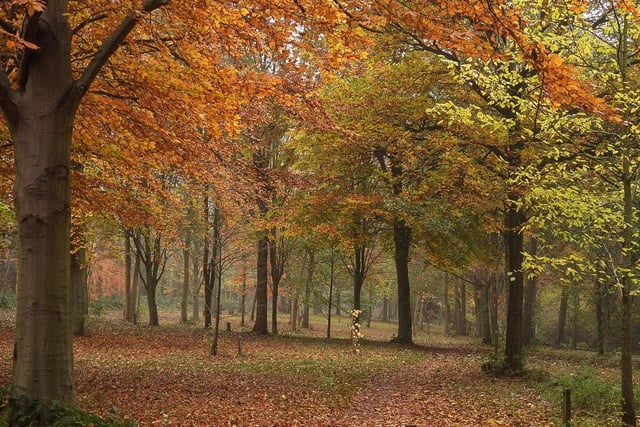 Sue Billcliffe captures the beauty of autumn in Newmillerdam.