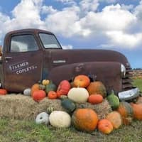 Farmer Copleys confirms future of Pumpkin Festival following weekend cancellation